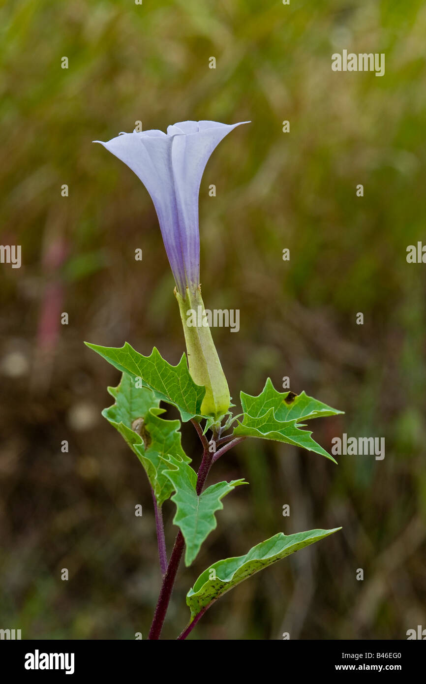 La stramoine Datura stramonium bloom Banque D'Images