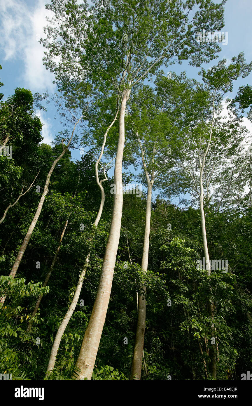 Arbres de l'île de Palawan aux Philippines Banque D'Images