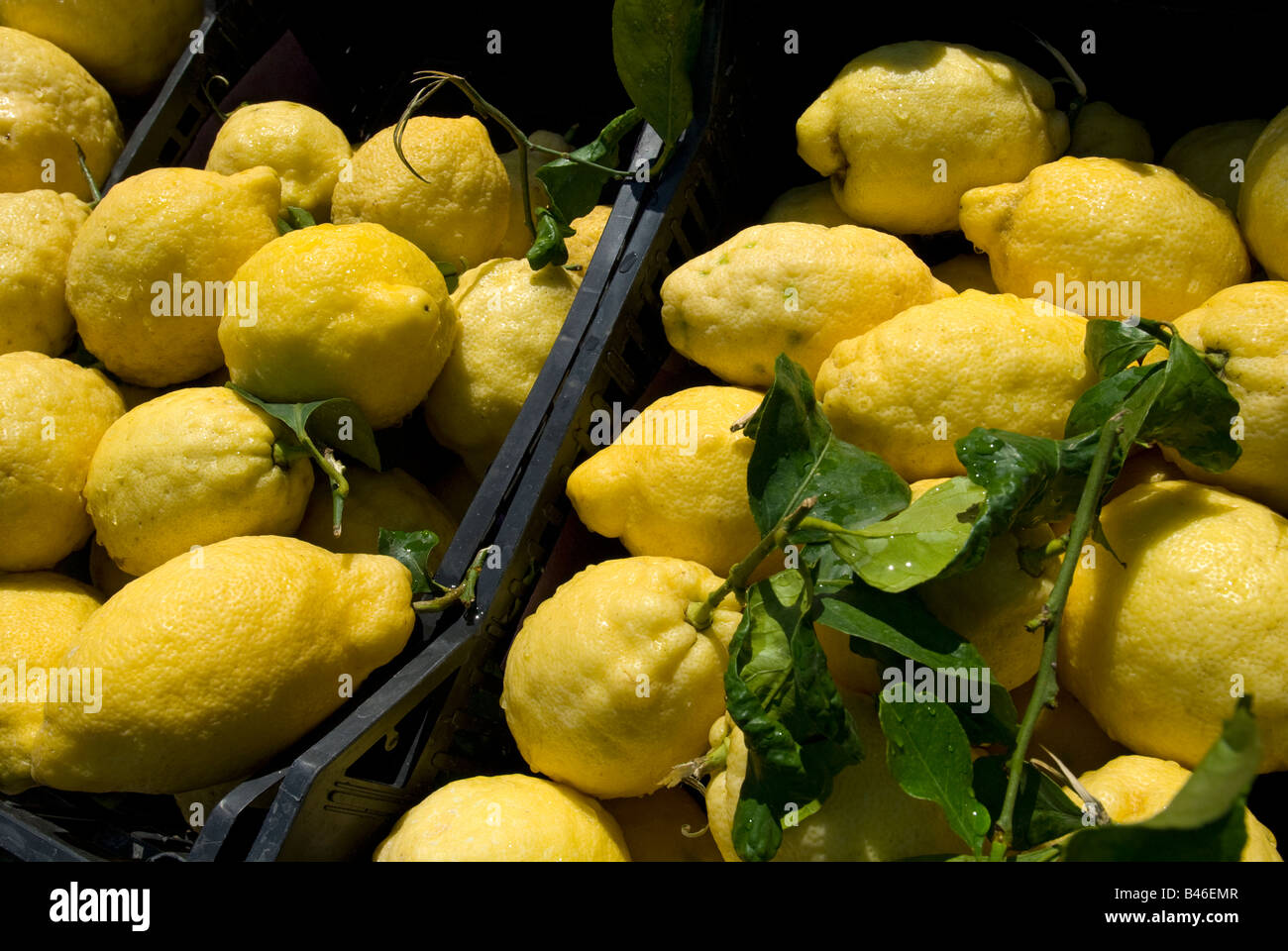 Les citrons frais, Sorrento, Riviera napolitaine, Italie Banque D'Images