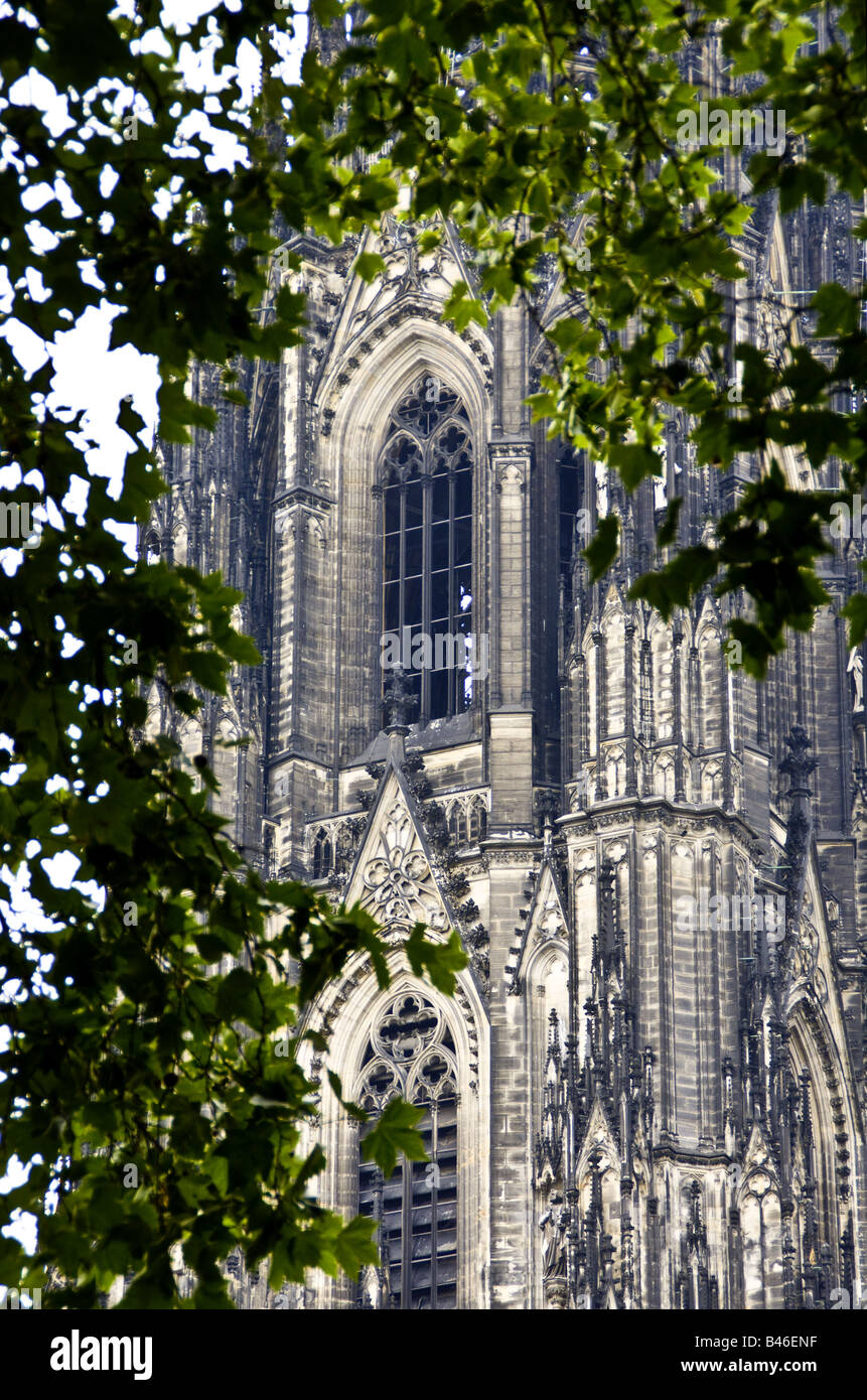 Façade de la cathédrale de Cologne à travers des arbres Banque D'Images