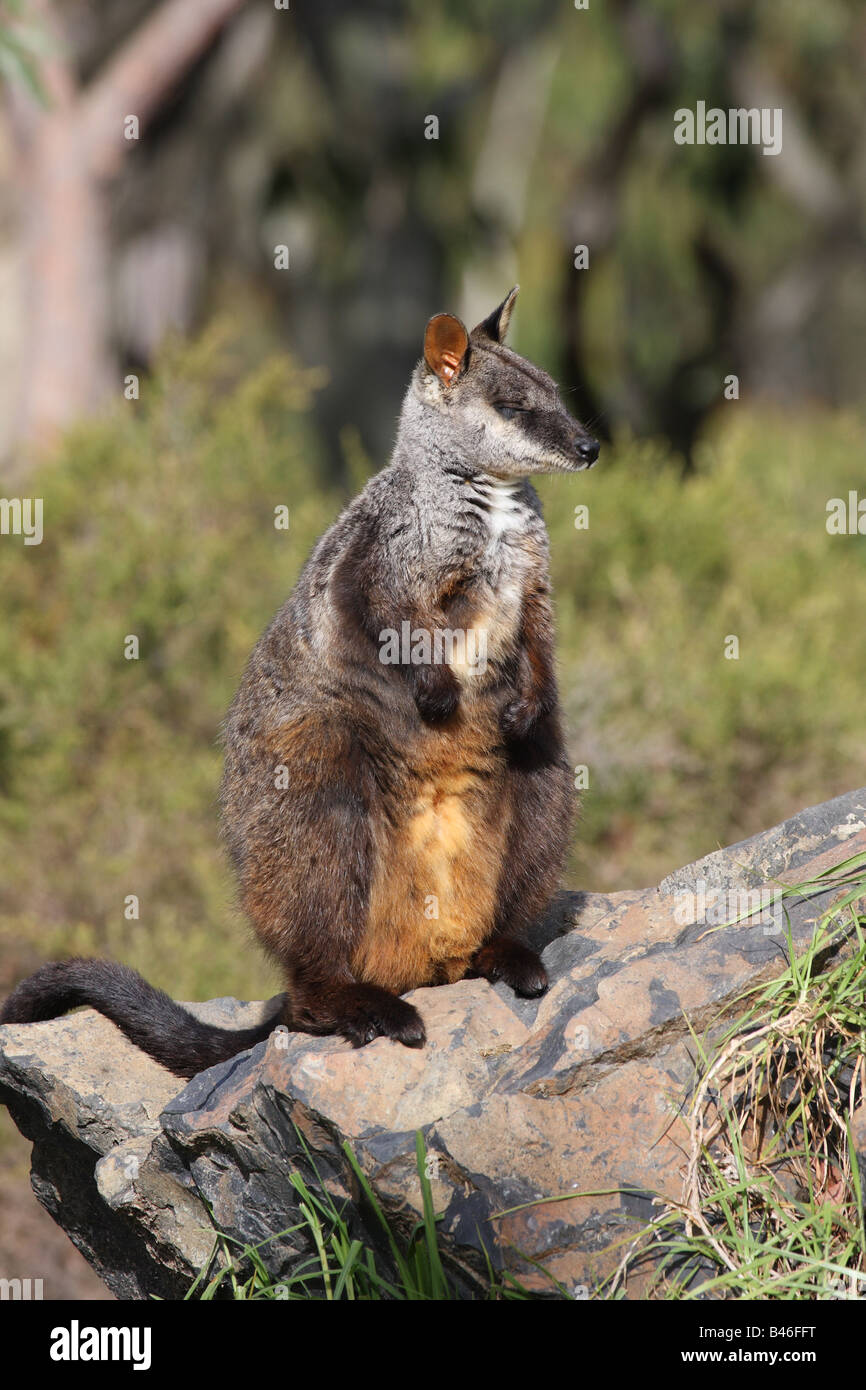 Rock wallaby à queue en brosse d'alerte permanent sur un rocher Banque D'Images