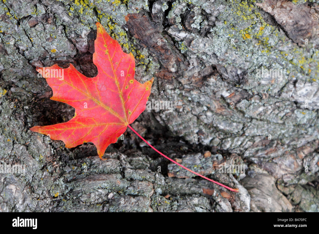 Une feuille d'érable à sucre rouge tombé sur l'écorce des arbres d'érable à Toronto Canada Banque D'Images