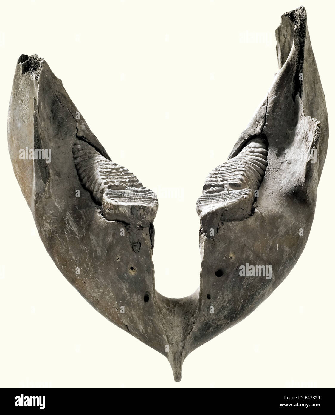 La mâchoire inférieure d'un mammouth, l'Europe centrale, âge d'environ 50 000 ans mâchoire inférieure lourde pour le mammouth européen de Woolly (Mammuthus primigenius), qui a été distribué dans toute l'Europe et l'Asie du Nord au cours de la dernière période glaciaire. Quatre dents de meulage complètement préservées avec une surface supérieure rainurée. La charnière de la mâchoire est incomplète/manquante. Largeur 49 cm. Longueur 55 cm. Historique, historique, préhistoire, artisanat, artisanat, artisanat, objets, objets, photos, coupures, coupures, découpe, découpes, beaux-arts, art, art, art artistique, artistique, artistique Banque D'Images