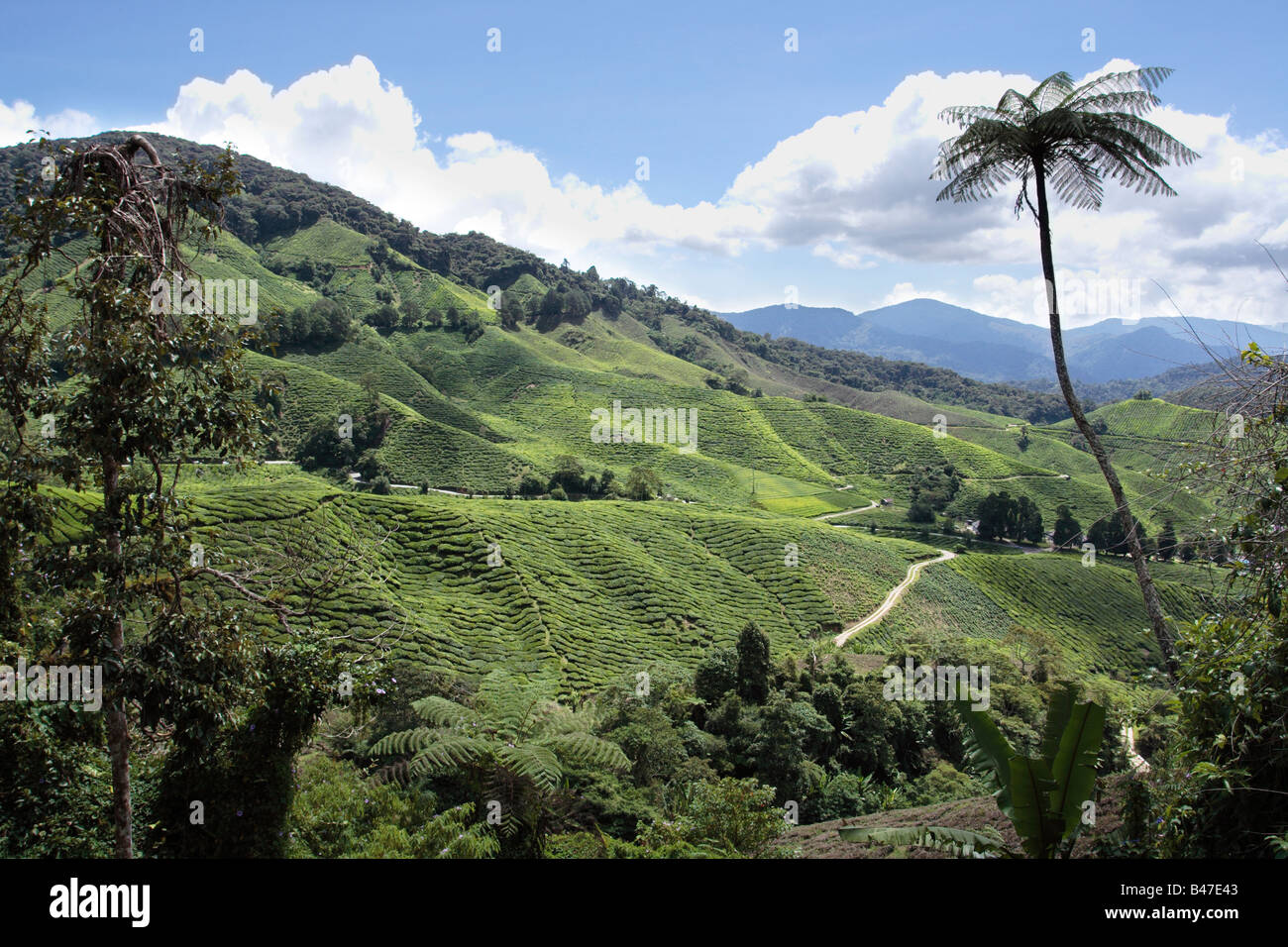 La plantation de thé sur le coteau de Cameron Highland en Malaisie. Banque D'Images