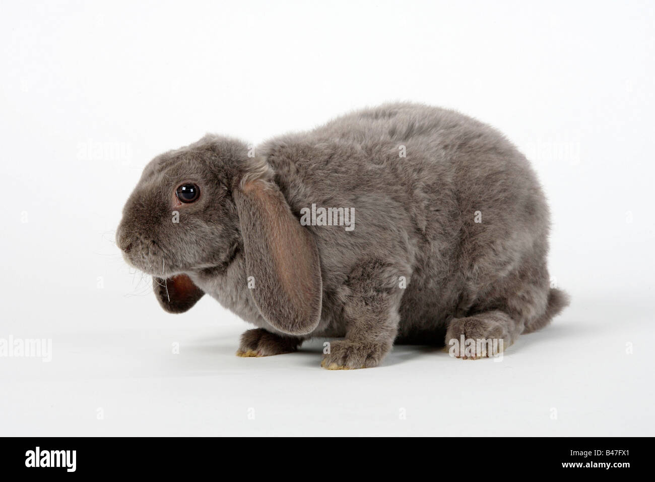 Bélier Nain Rex hibou Lapin lapin domestique lilas 14 semaines Banque D'Images