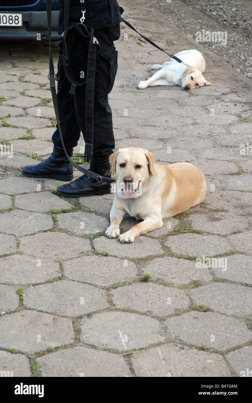 Labrador chiens de police formés pour la recherche de médicaments Banque D'Images