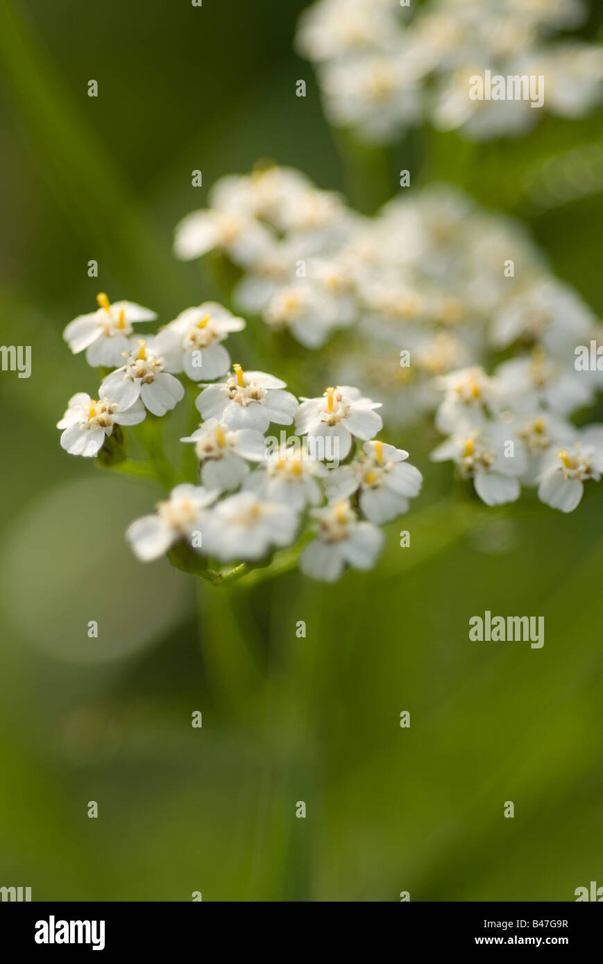 L'Achillea millefolium Banque D'Images