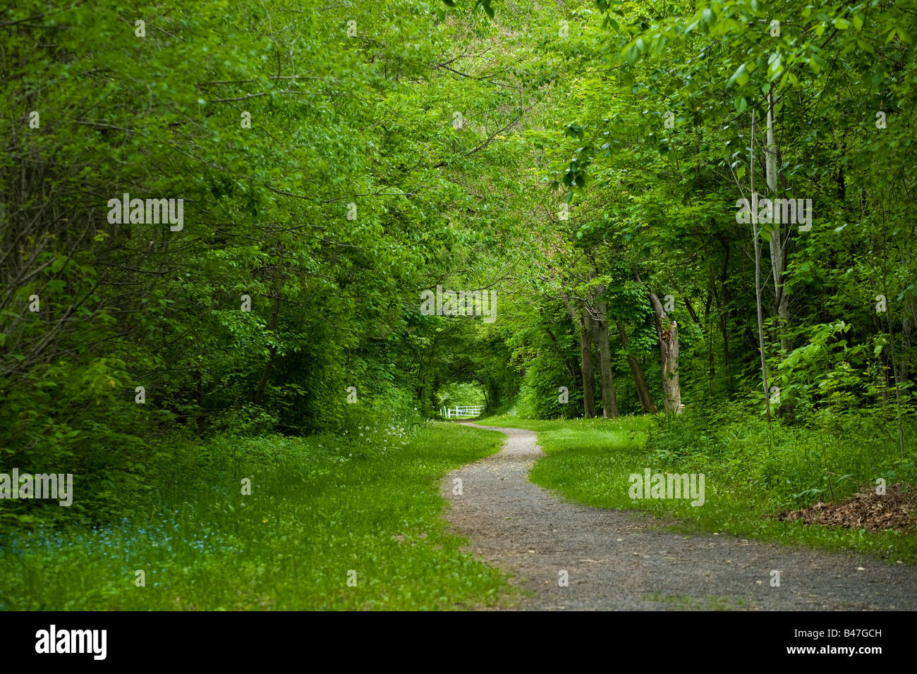 Chemin d’accès bordée d’arbre Banque D'Images