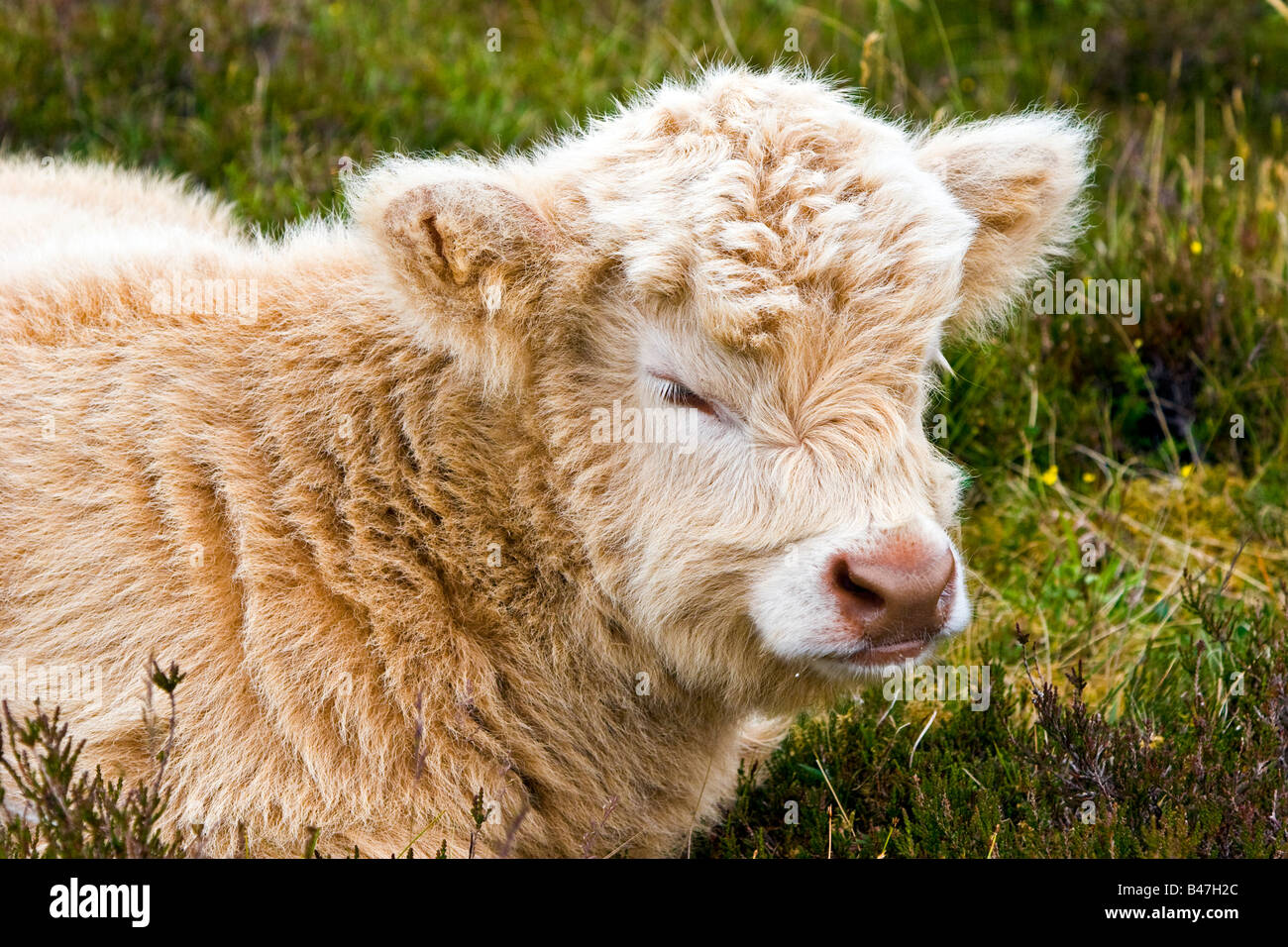 Un jeune veau blanc Highland cattle assis Sutherland, Highlands Ecosse Royaume-Uni Grande-bretagne UK 2008 Banque D'Images