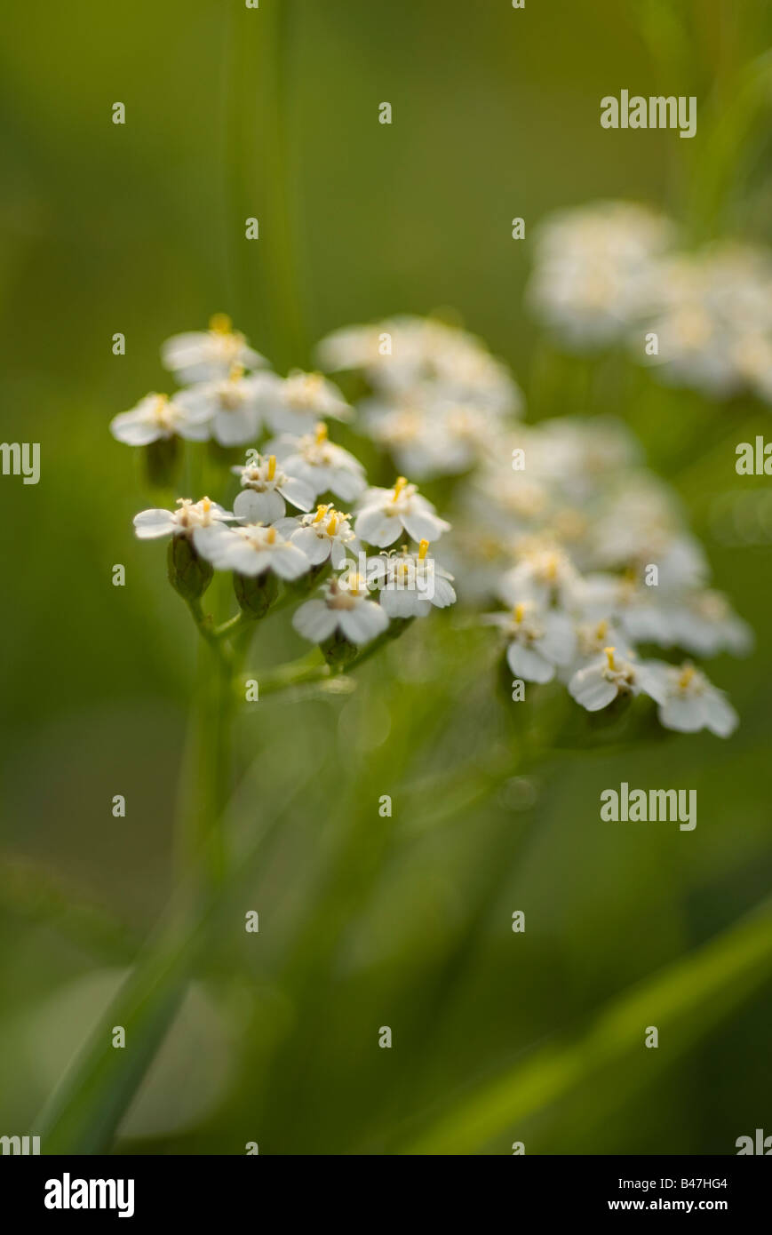 L'Achillea millefolium Banque D'Images