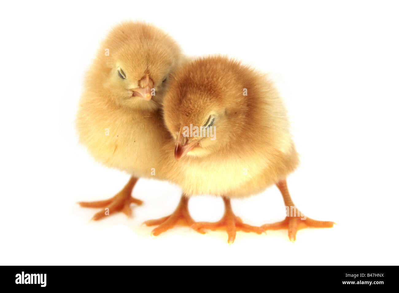 Poulets jaunes isolated on white Banque D'Images