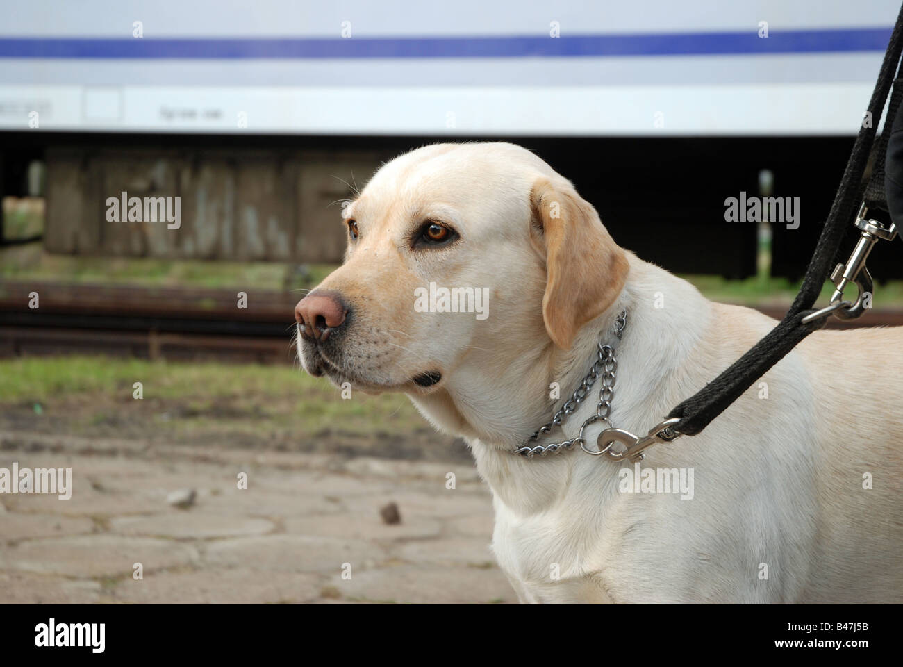Labrador chien renifleur de police formés pour la recherche de médicaments Banque D'Images