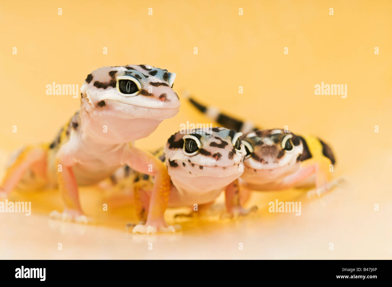 Leopard geckos Banque de photographies et d’images à haute résolution — free download