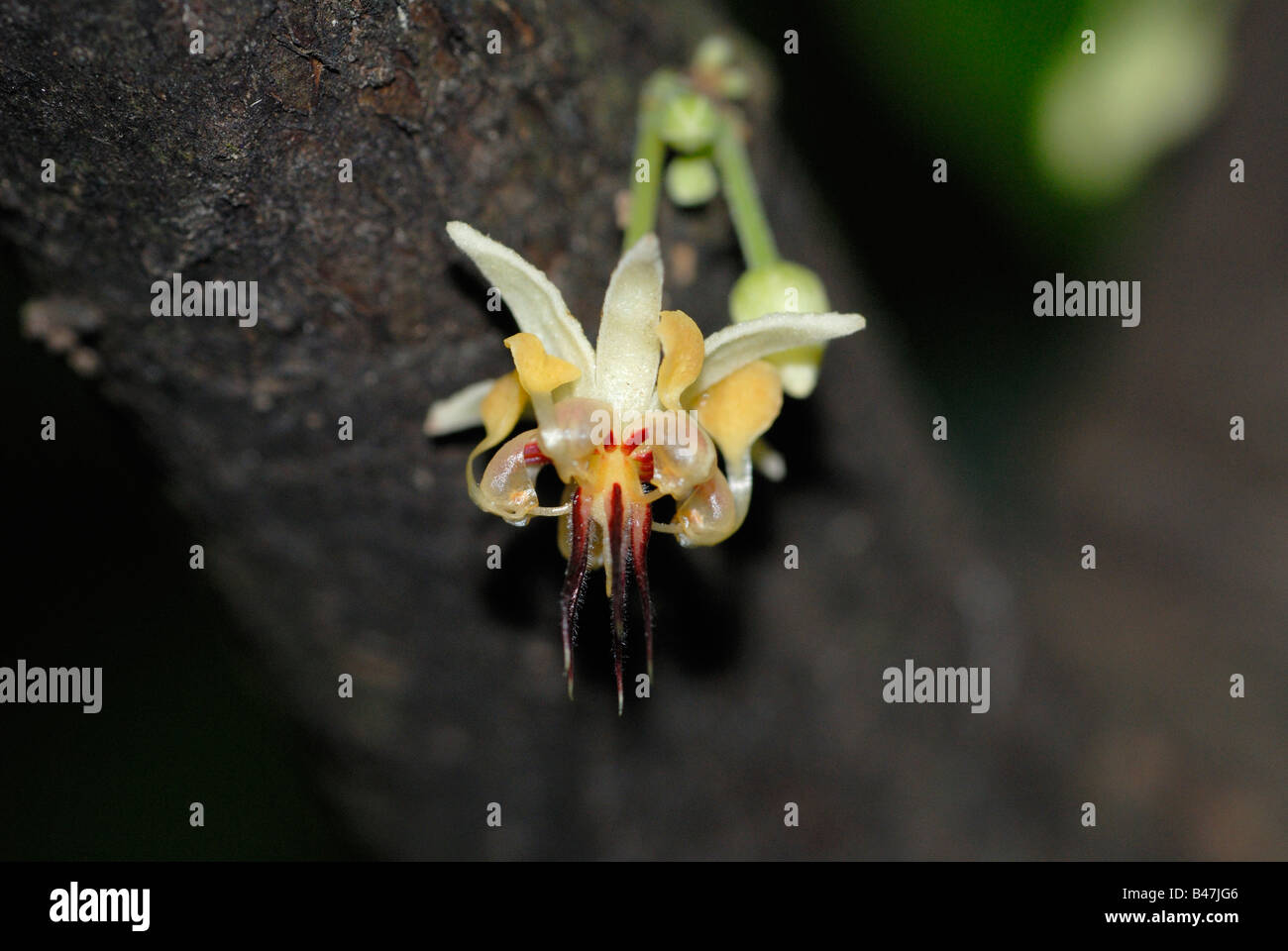 Fleur d'un arbre cacau, Theobroma cacao Banque D'Images