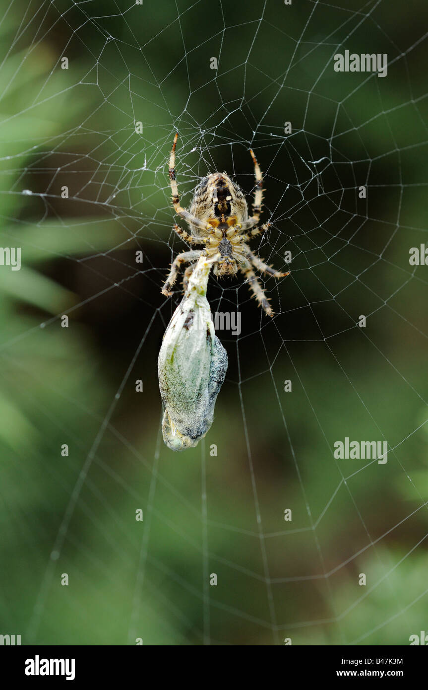 Jardin araignée avec les proies d'un grand Papillon Blanc Norfolk UK Septembre Banque D'Images