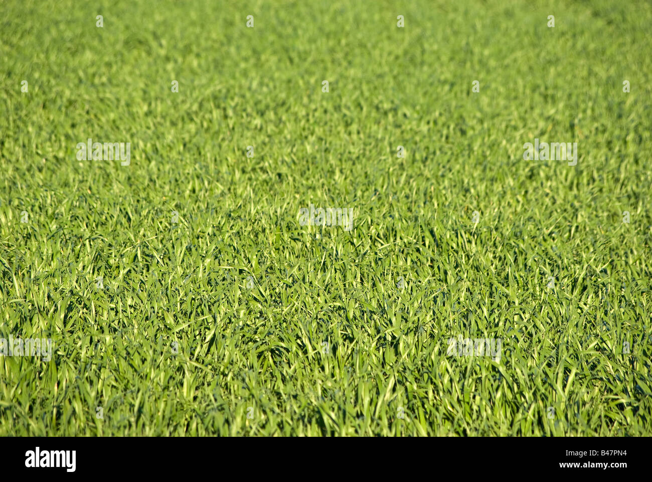 Grande image d'un fond d'herbe verte luxuriante Banque D'Images
