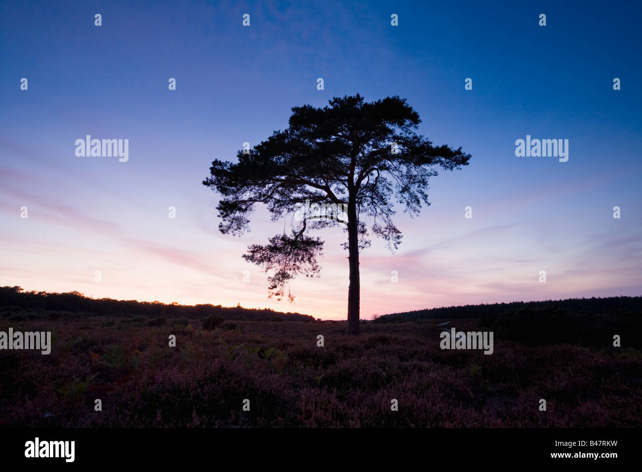 Lone Pine Tree sur Wilverley lisse à la tombée de la Parc National de New Forest Hampshire Angleterre Banque D'Images