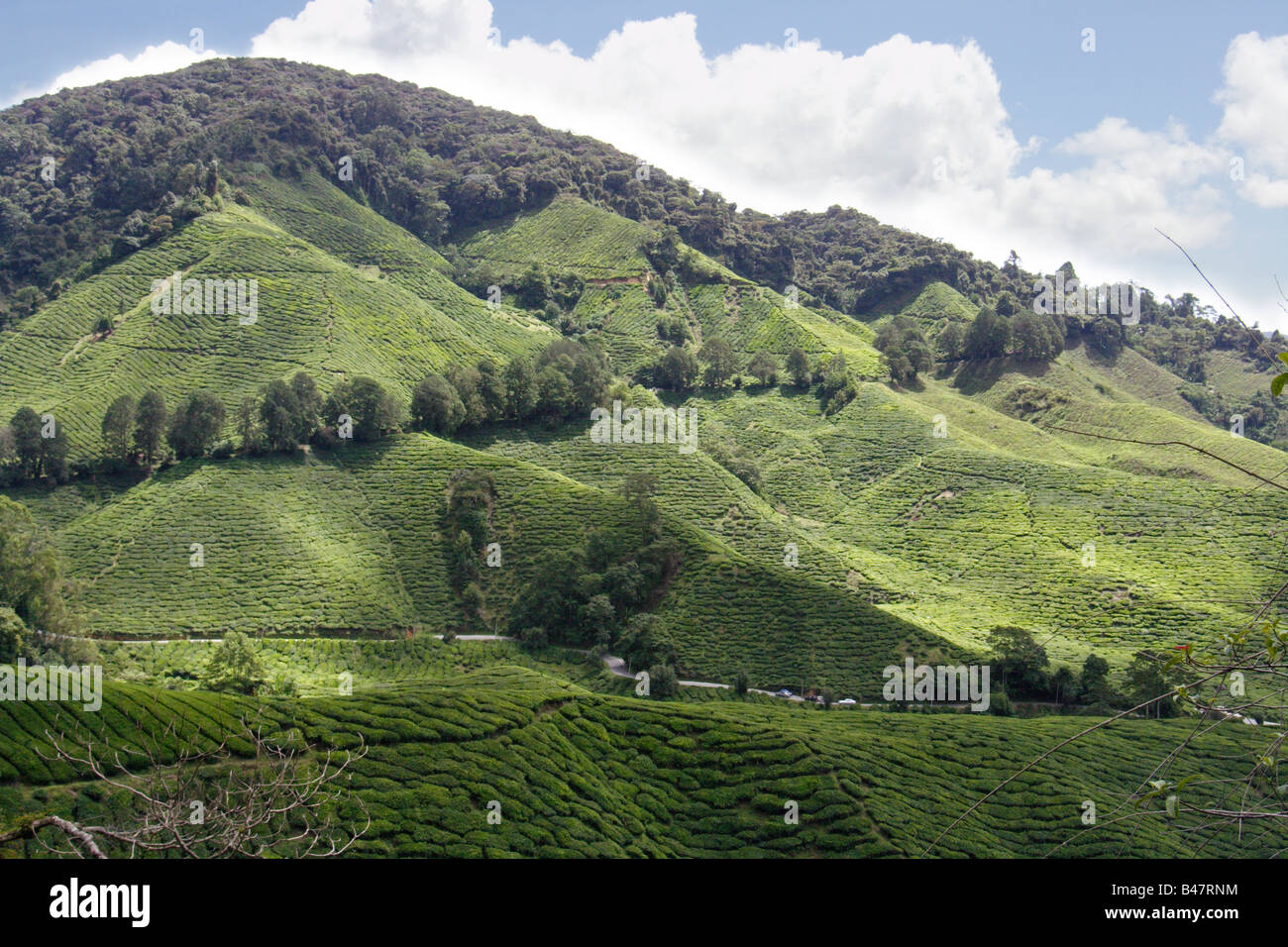 La plantation de thé sur le coteau de Cameron Highland en Malaisie. Banque D'Images