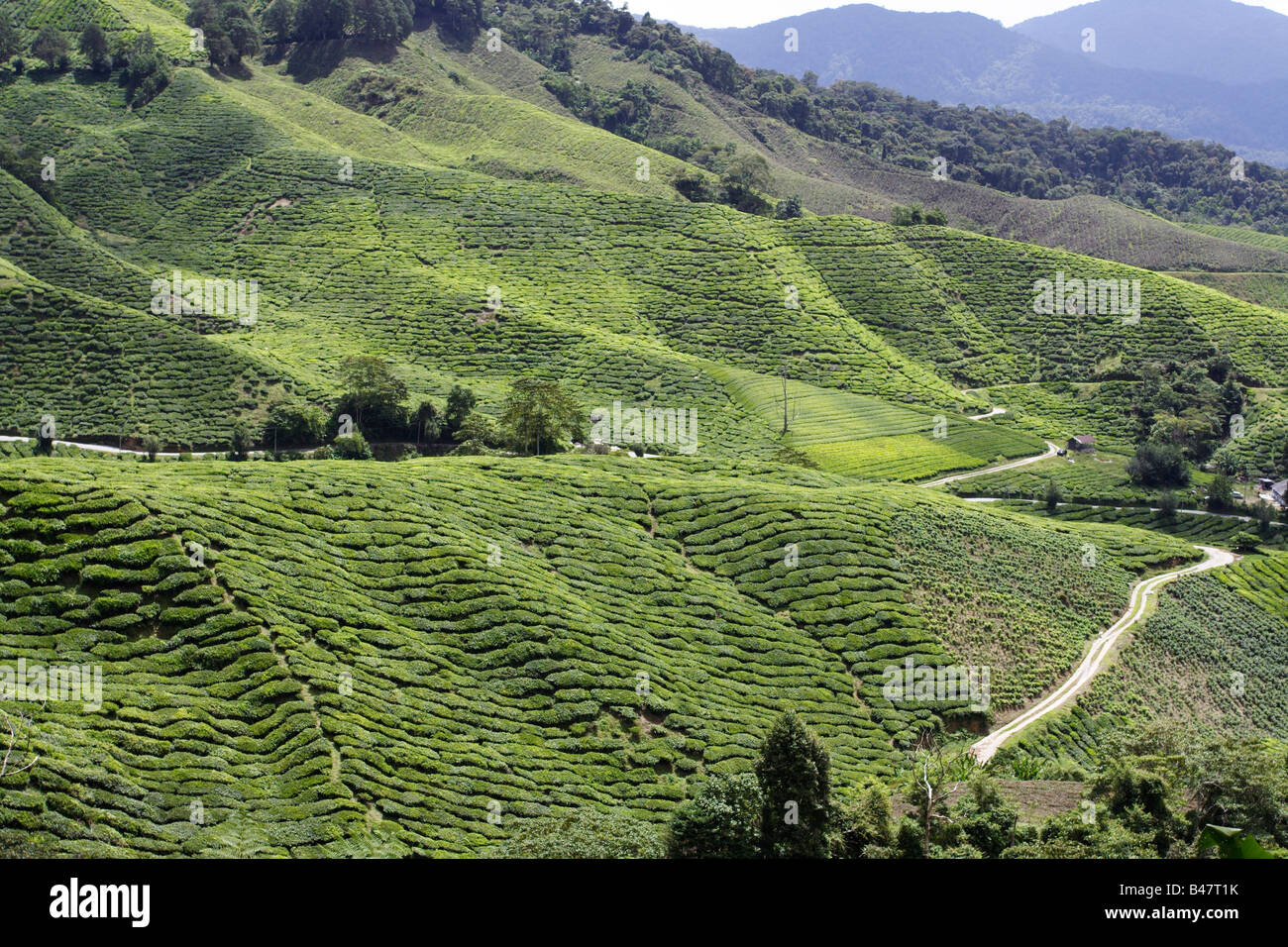 La plantation de thé sur le coteau de Cameron Highland en Malaisie. Banque D'Images