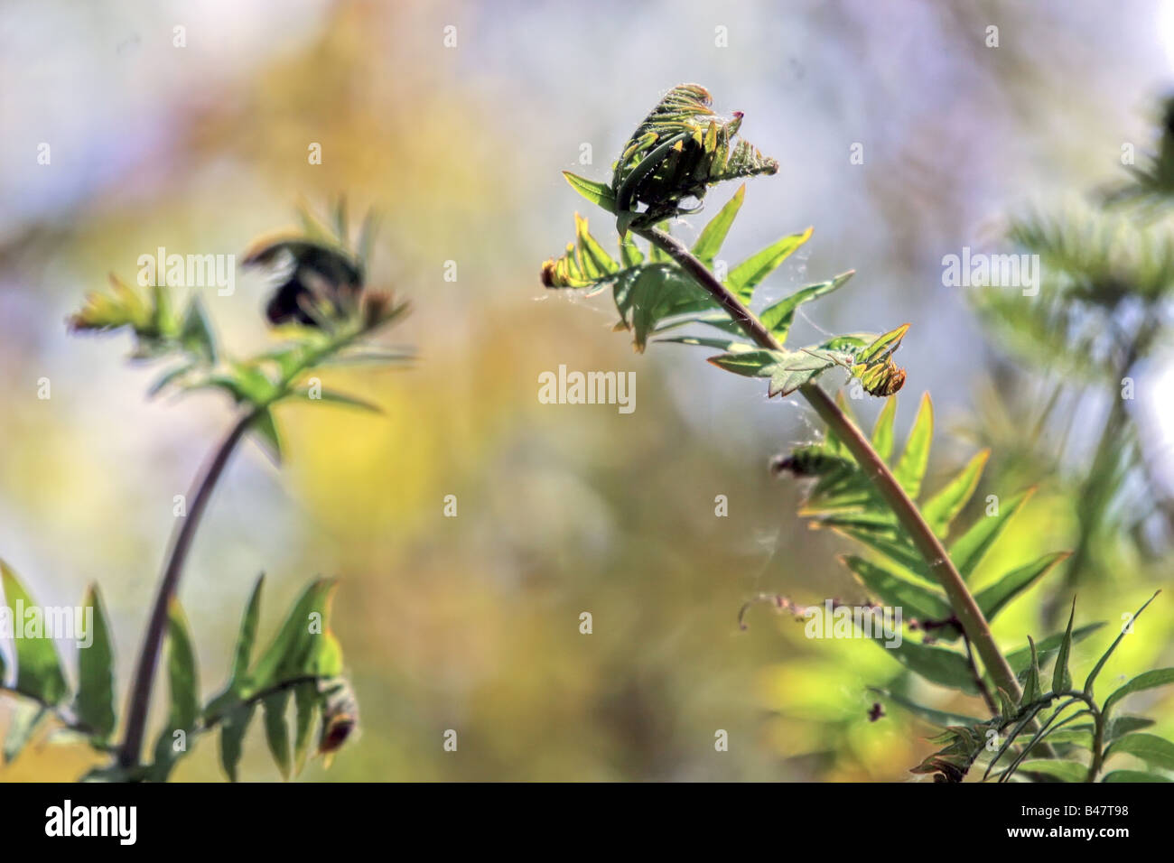 Deux jeunes fougère spirales dans une forêt humide europeen Osmonda regalis espèce se concentre sur la première à droite fern Banque D'Images