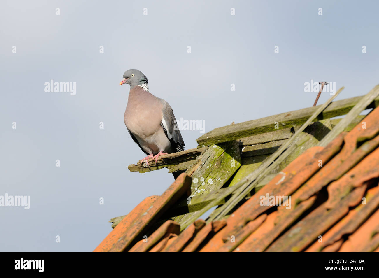 La politique commune de pigeon ramier Columba palumbus perché sur barn roof Banque D'Images