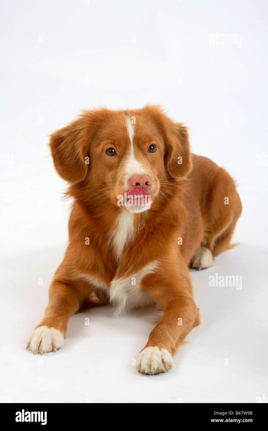 Nova Scotia Duck Tolling Retriever Banque D'Images