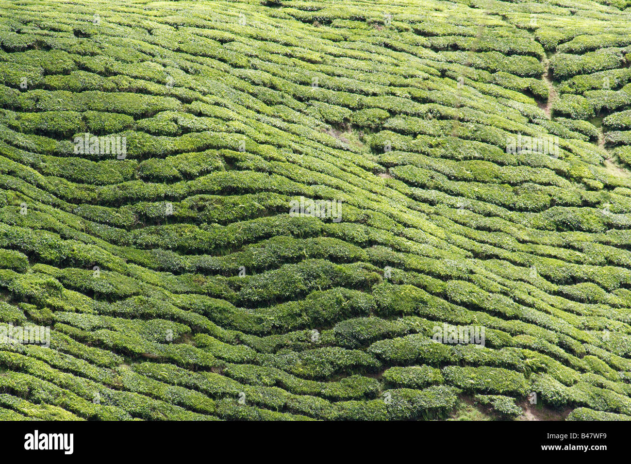 La plantation de thé forming abstract pattern sur le coteau de Cameron Highland en Malaisie. Banque D'Images