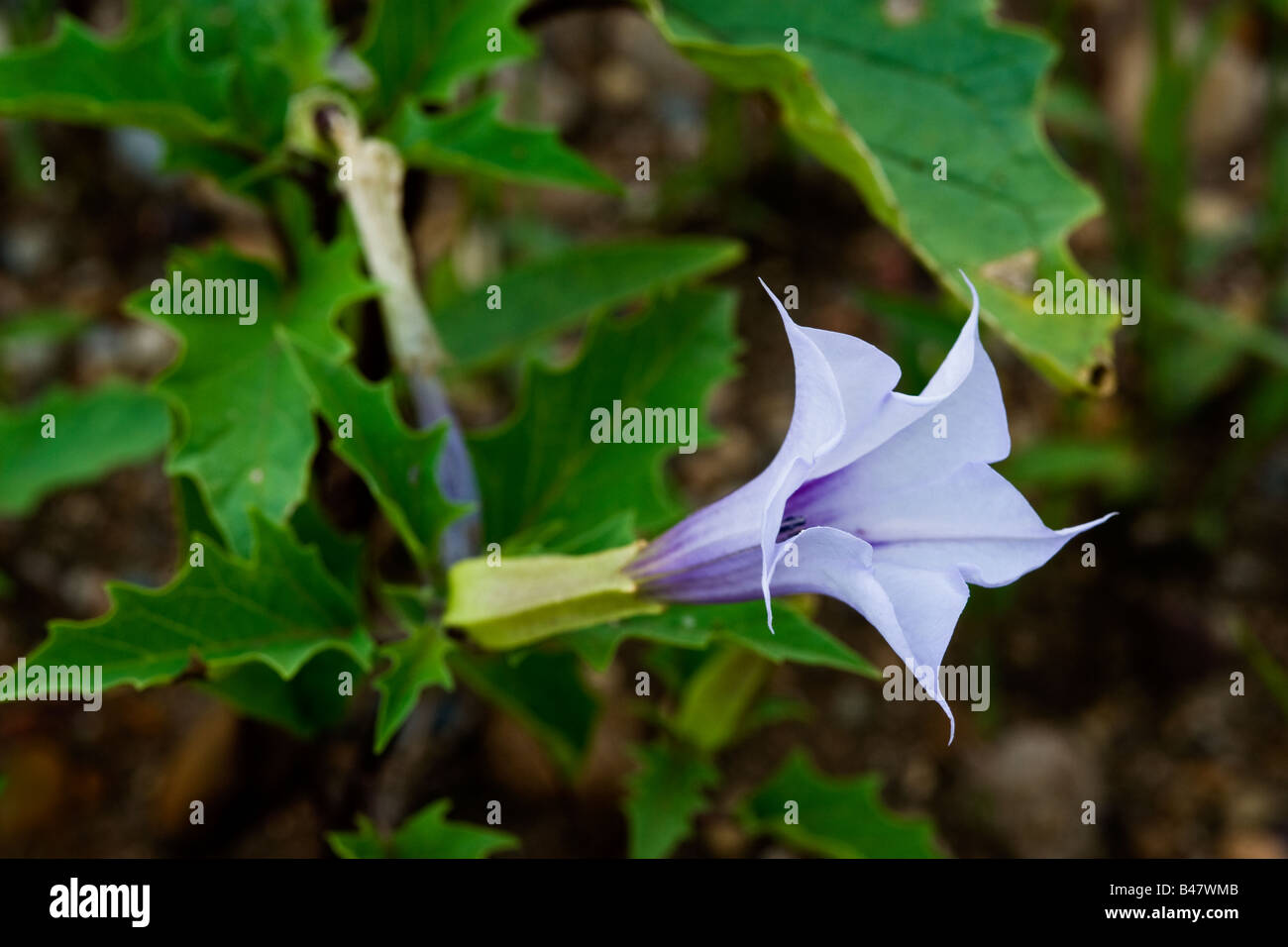 La stramoine Datura stramonium bloom Banque D'Images
