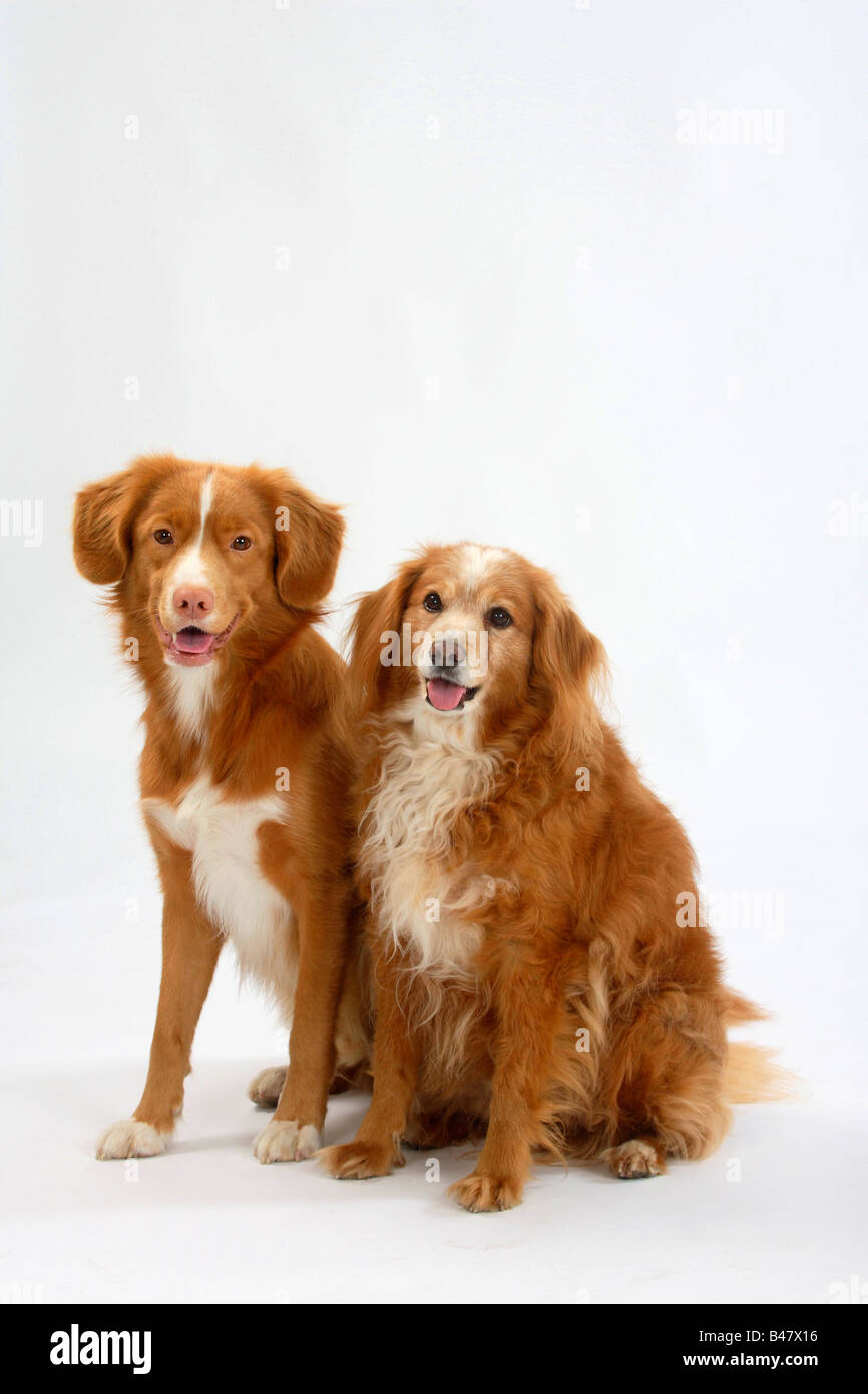 Dog 15 ans et Nova Scotia Duck Tolling Retriever Duck Toller Banque D'Images