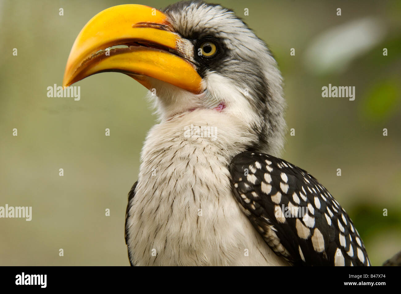 Oiseau Calao jaune Banque D'Images