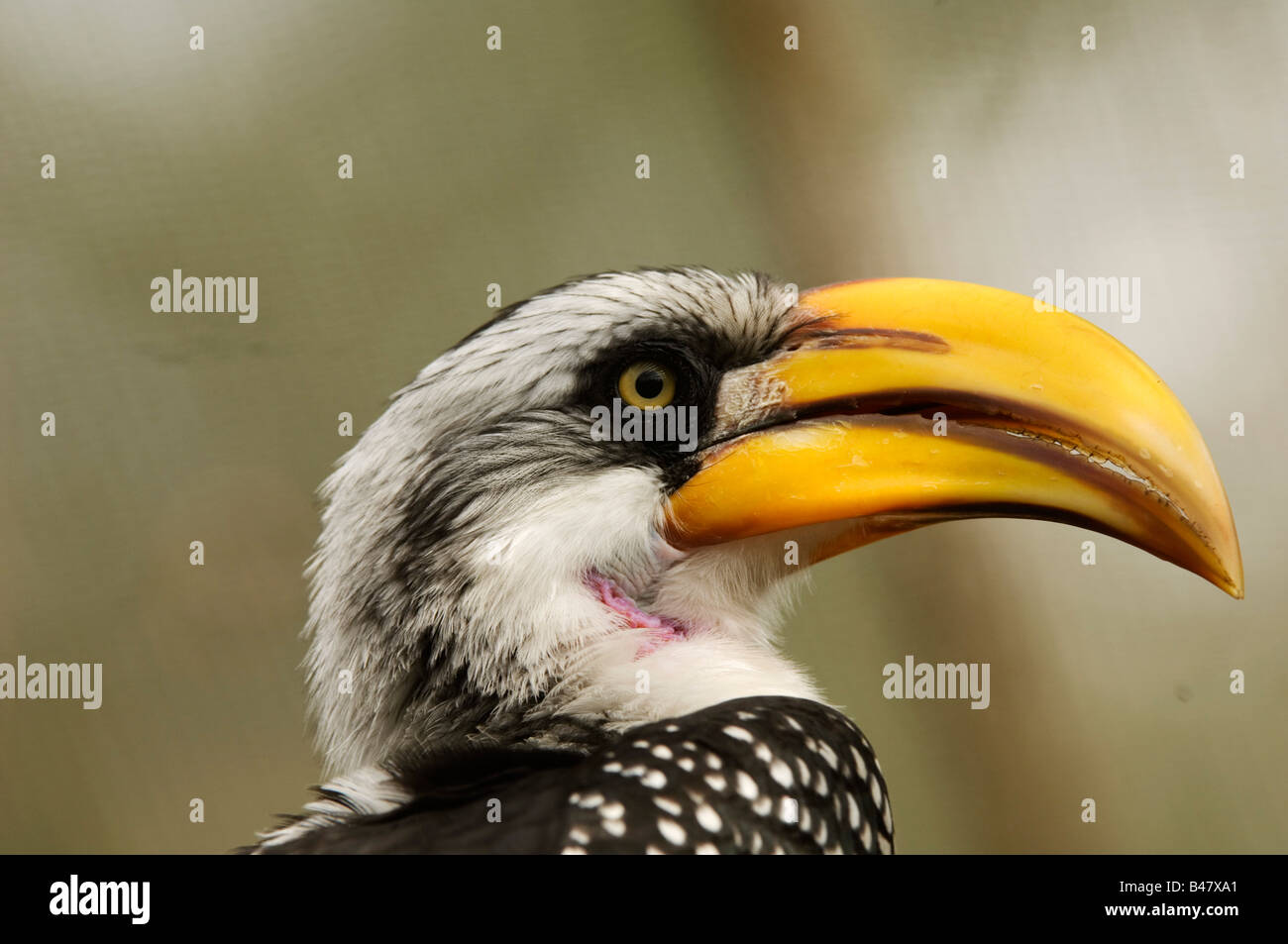 Oiseau Calao jaune Banque D'Images