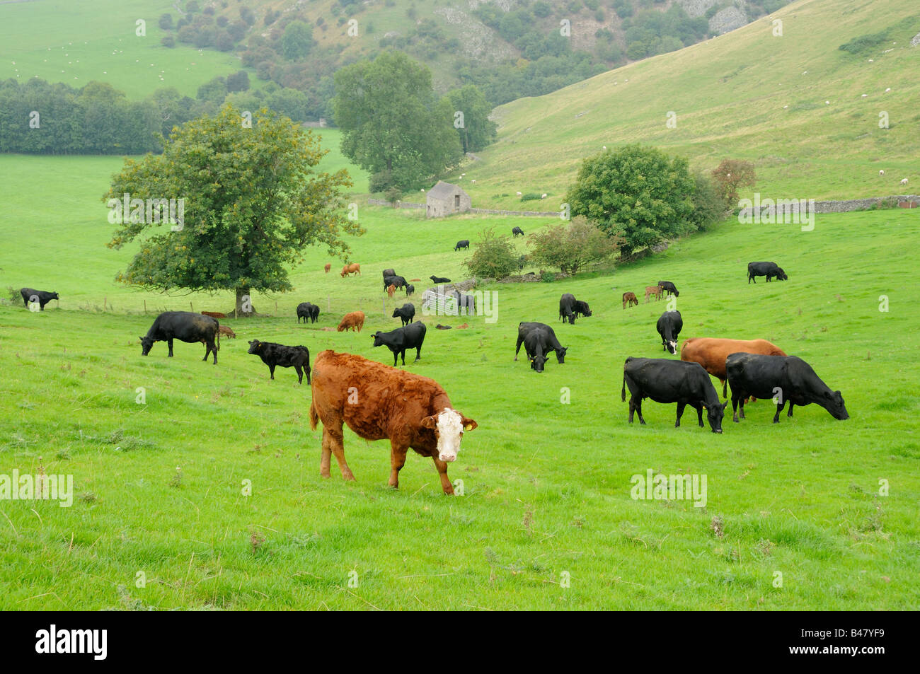Le bétail sur les pâturages meadows Peak District UK Septembre Banque D'Images