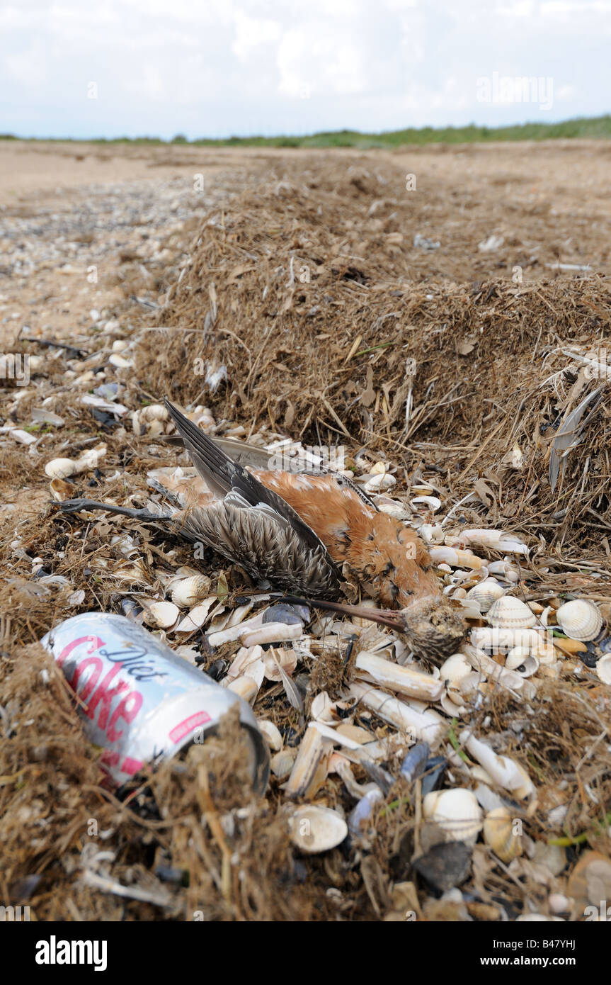 Barge à queue Bar morts Limosa limosa sur tideline Norfolk UK Août Banque D'Images