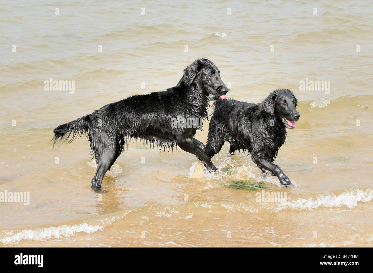 Deux chiens noirs télévision coated retrievers jouant dans la mer UK Banque D'Images