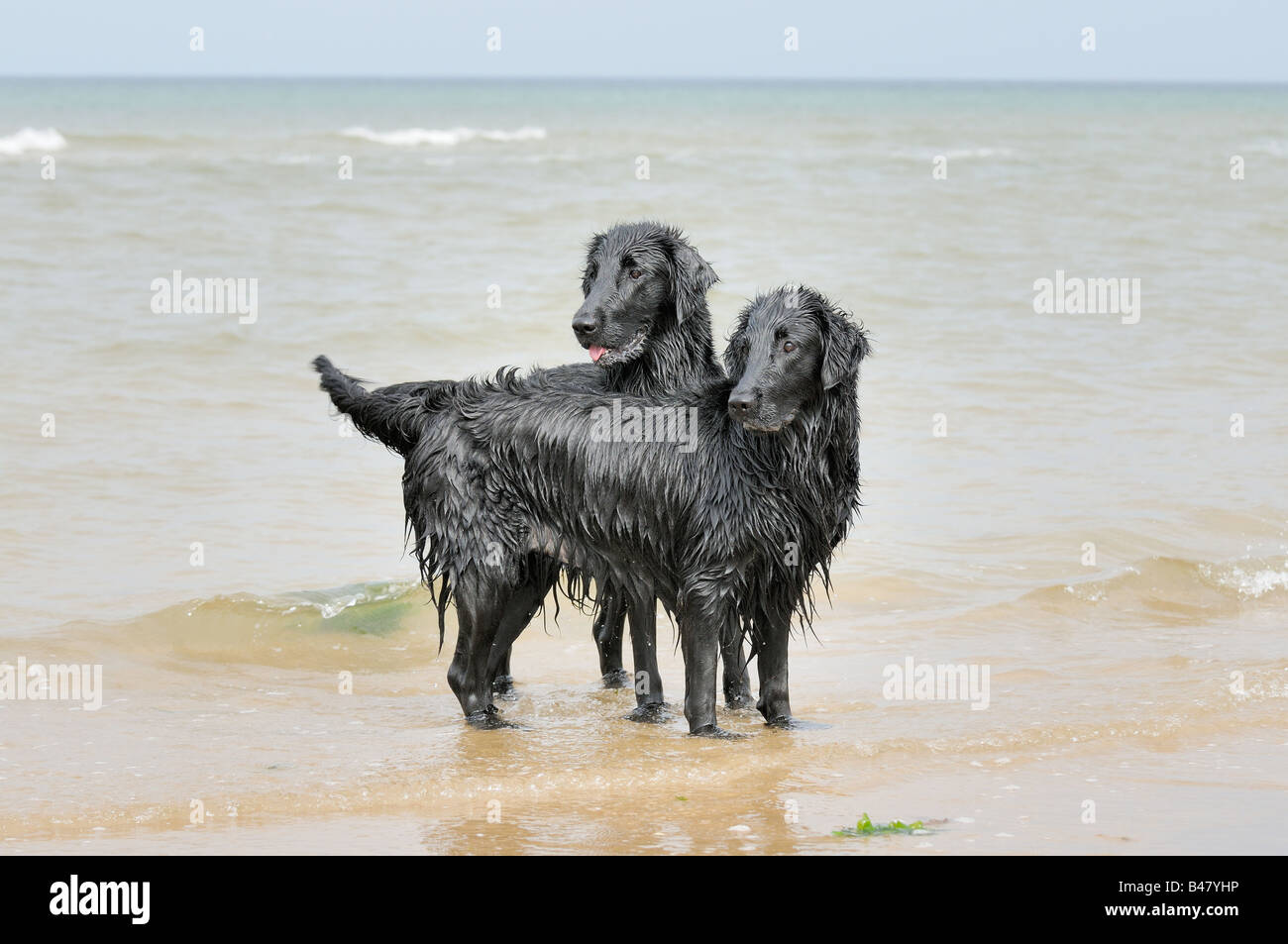 Deux chiens noirs télévision coated retrievers jouant dans la mer UK Banque D'Images