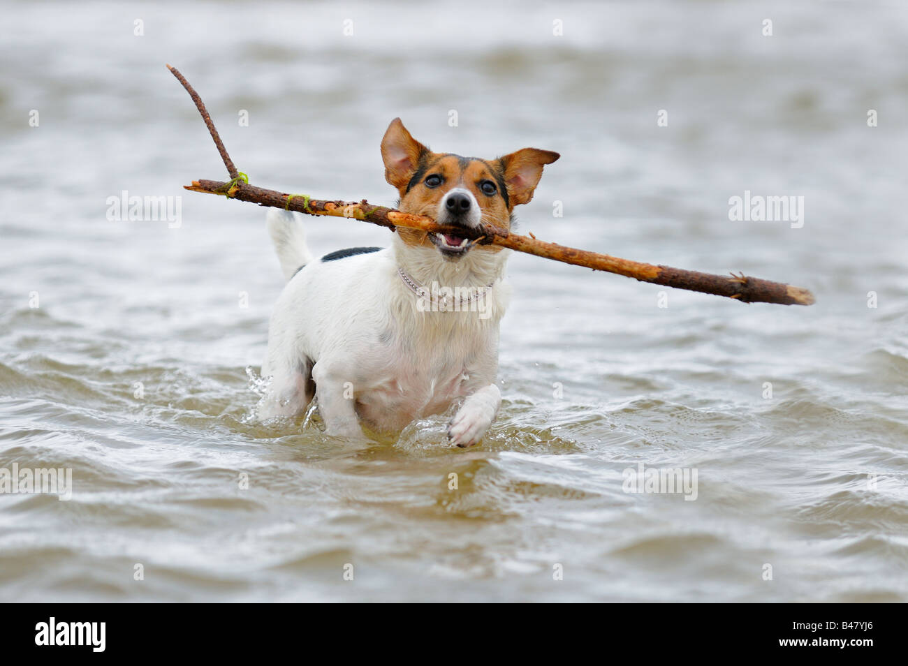 Terrier chien courir dans la mer avec un grand stick UK Banque D'Images