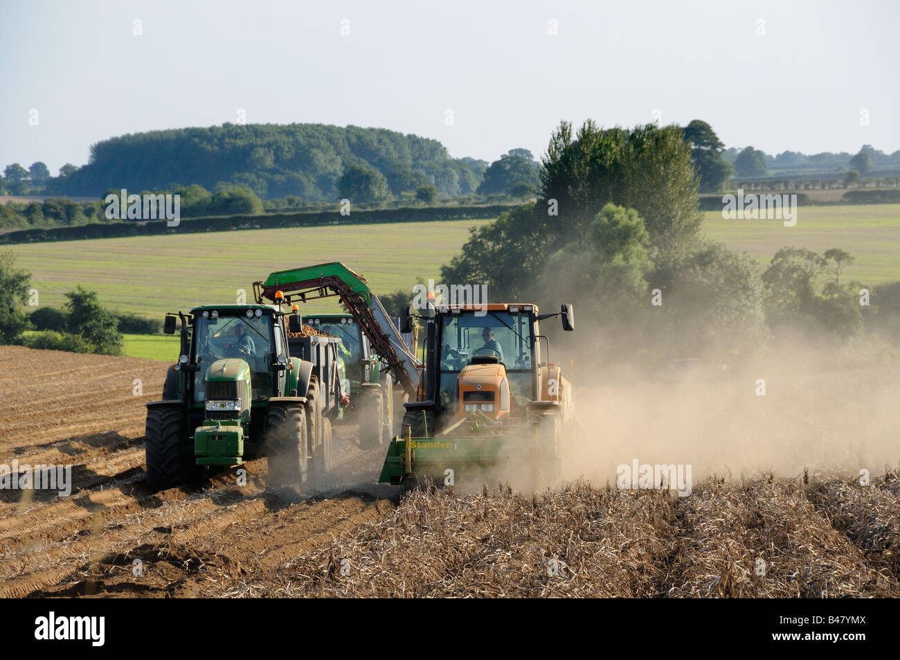 La récolte de pommes de terre mécanisé Norfolk UK Septembre Banque D'Images
