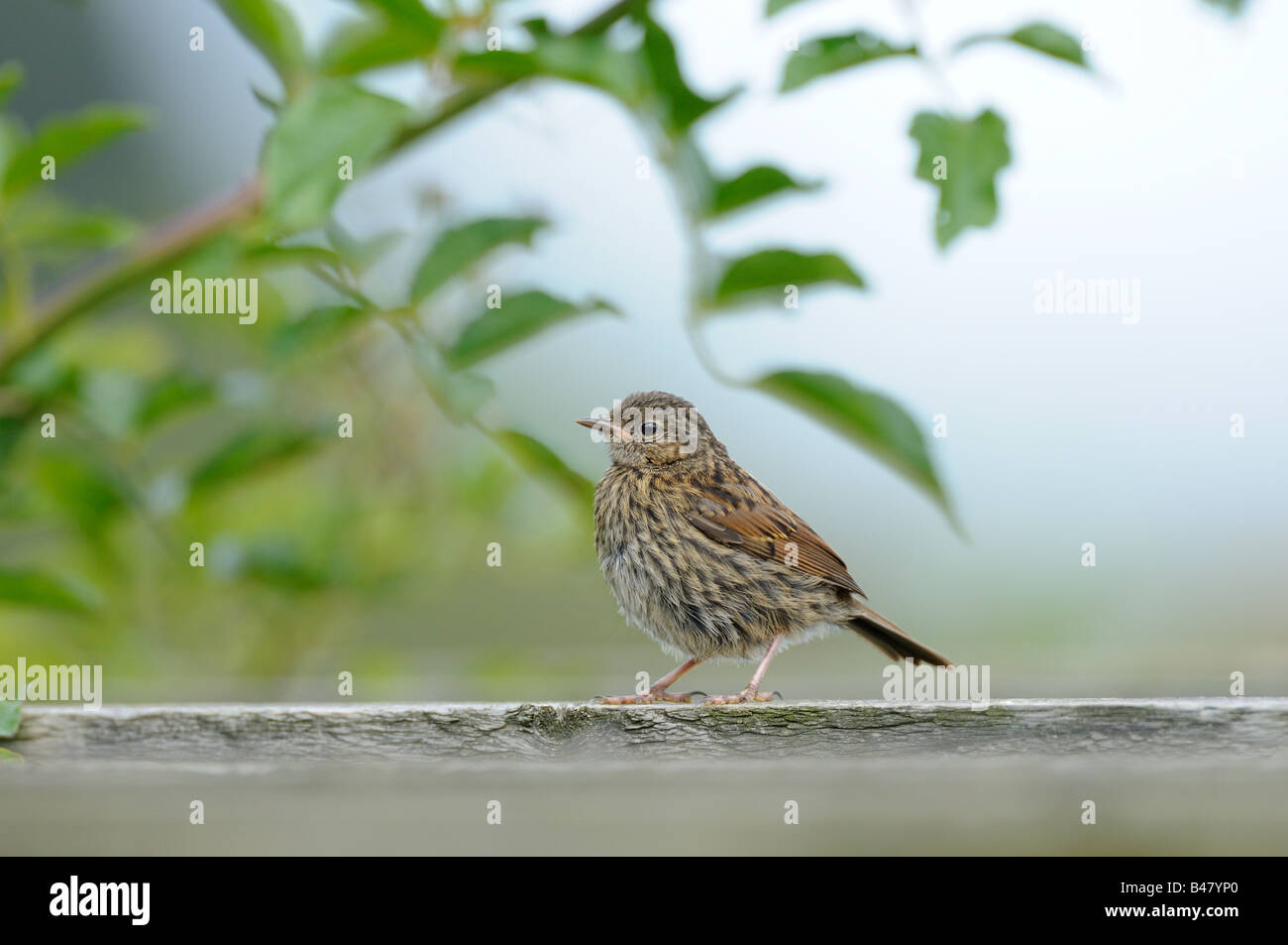 Nid prunella modularis mineur dans jardin Norfolk UK Septembre Banque D'Images