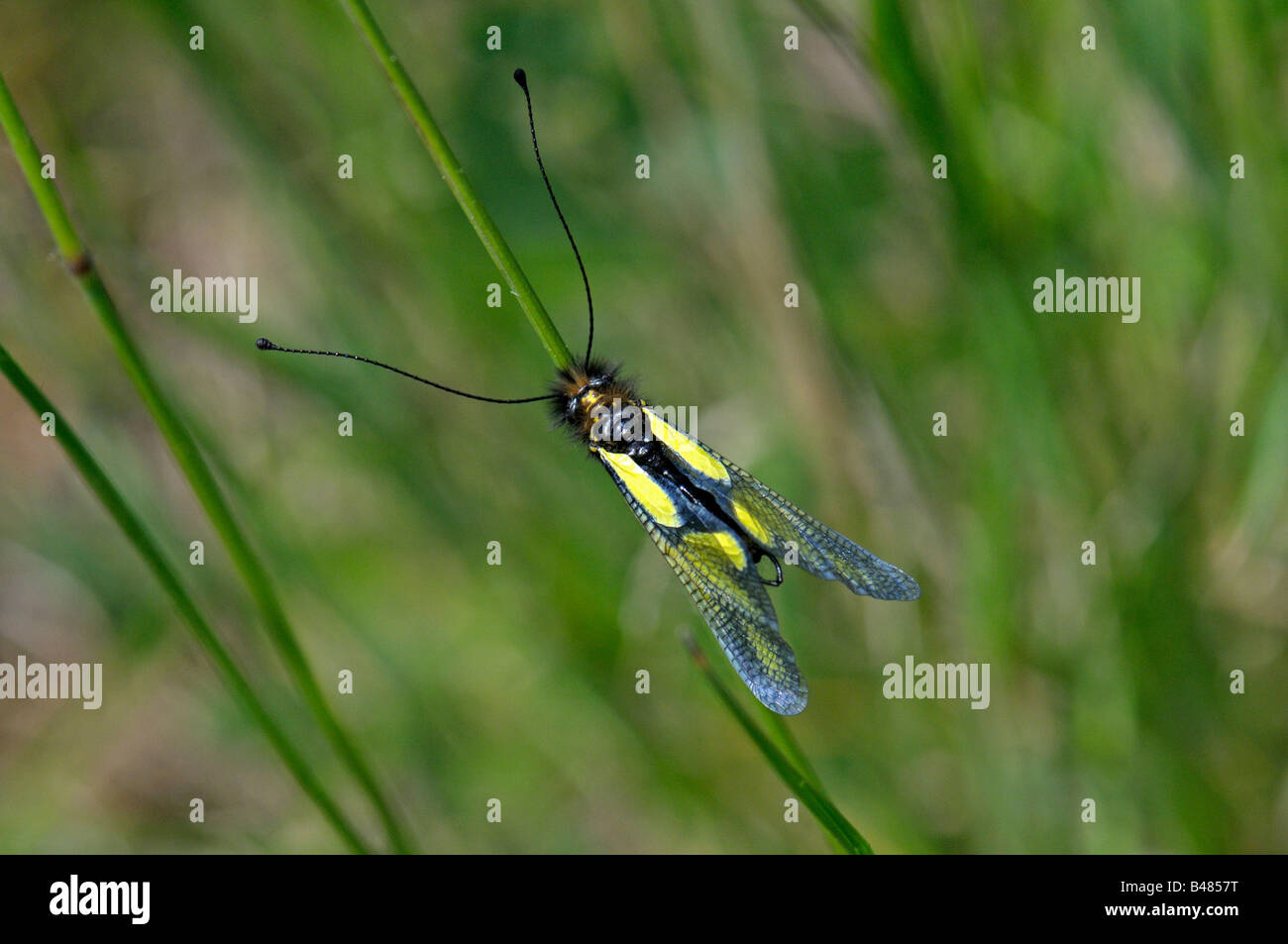 Owlfly (Libelloides longicornis), des profils reposant sur l'herbe Banque D'Images