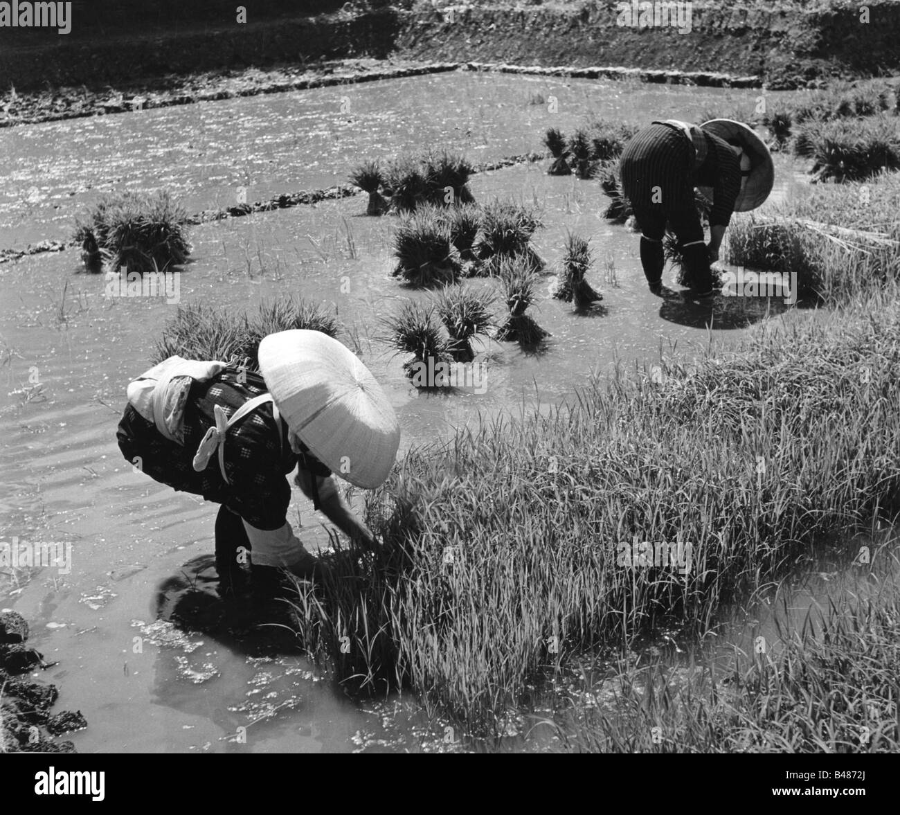 Géographie / voyages, Japon, agriculture, riz, récolte de la paysanneuse, années 1950, Banque D'Images