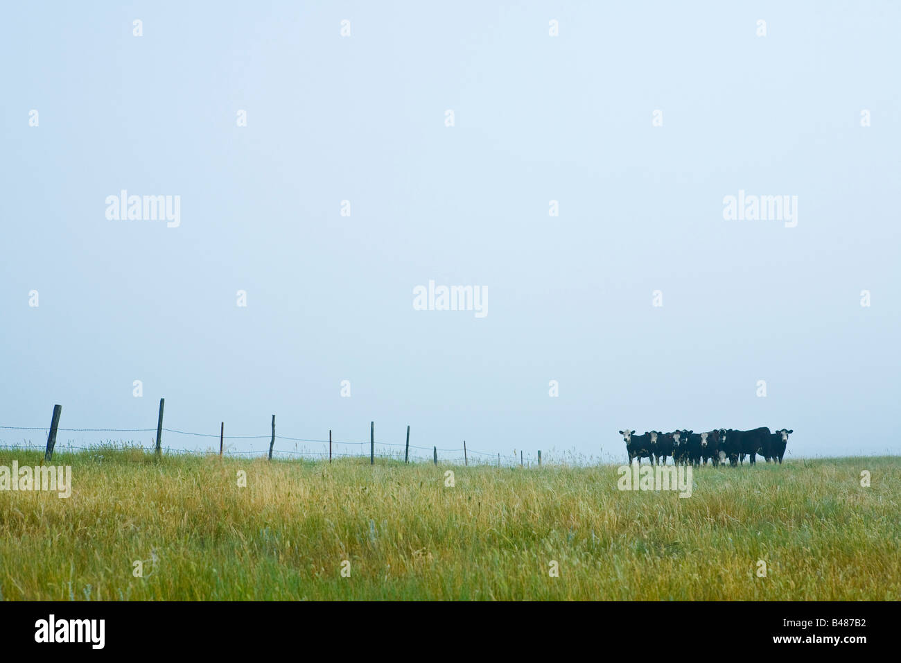 Le bétail de la rivière Missouri dans le Dakota du Nord Banque D'Images
