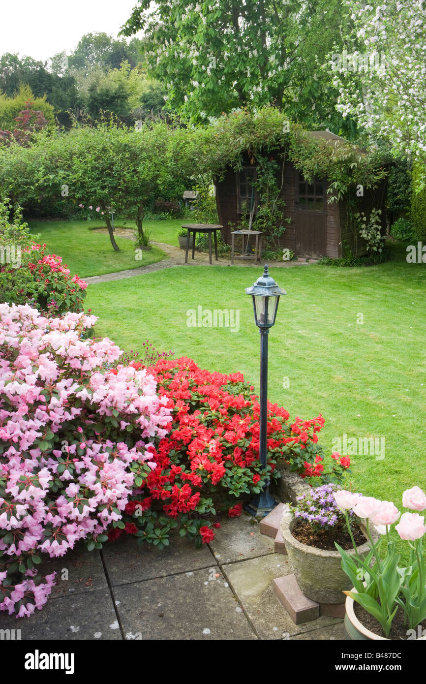 Jardin de taille moyenne avec des azalées. Surrey, UK Banque D'Images