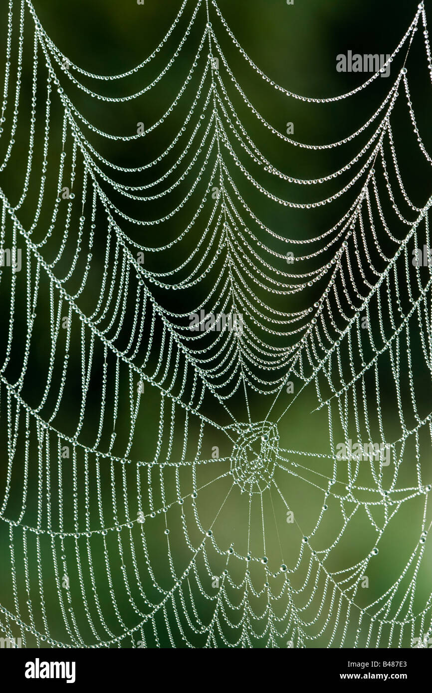 Rosée sur spider's web orb. Surrey, UK Banque D'Images