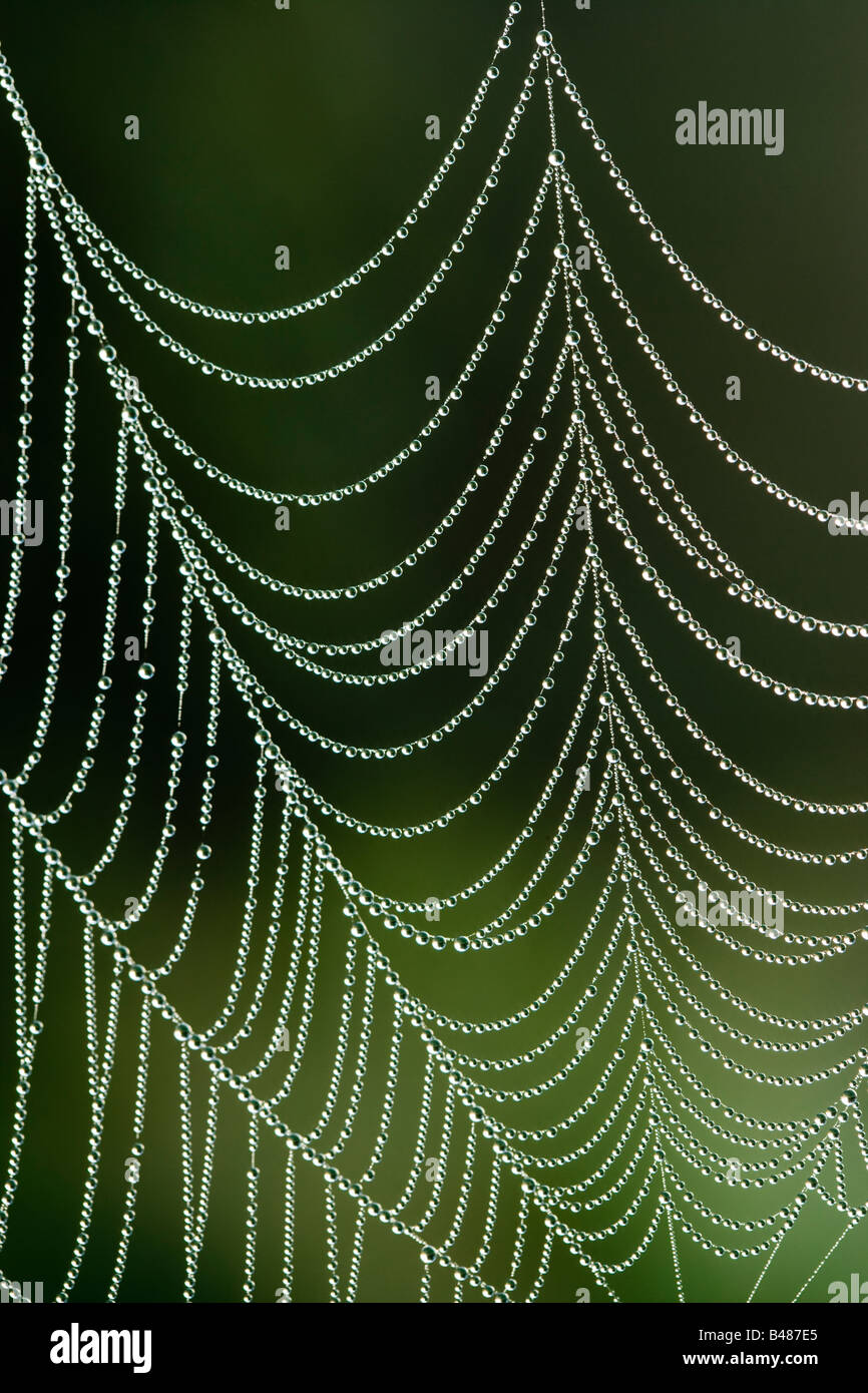 Rosée sur spider's web orb. Surrey, UK Banque D'Images