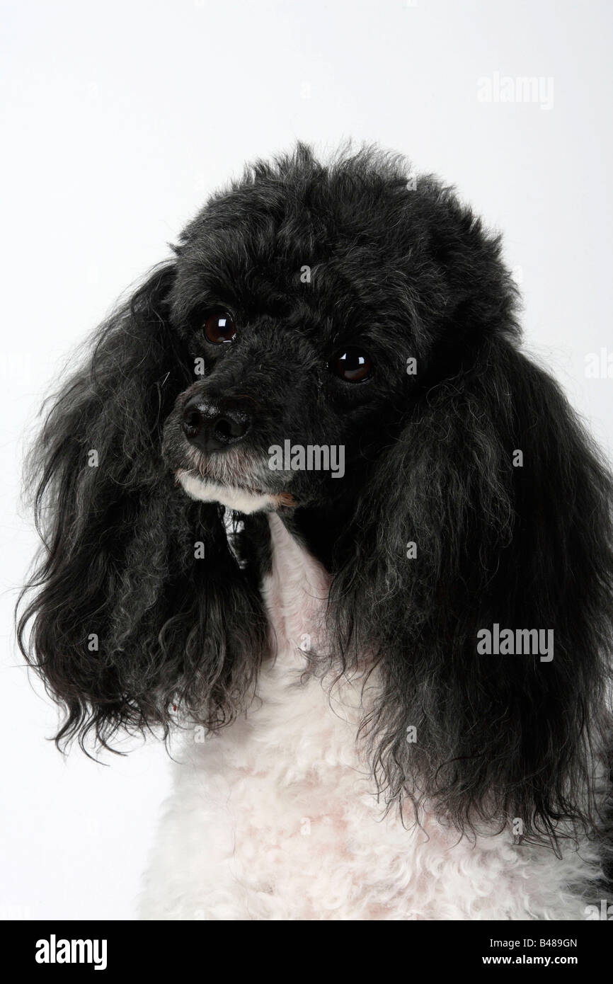 Harlequin caniche miniature Banque D'Images