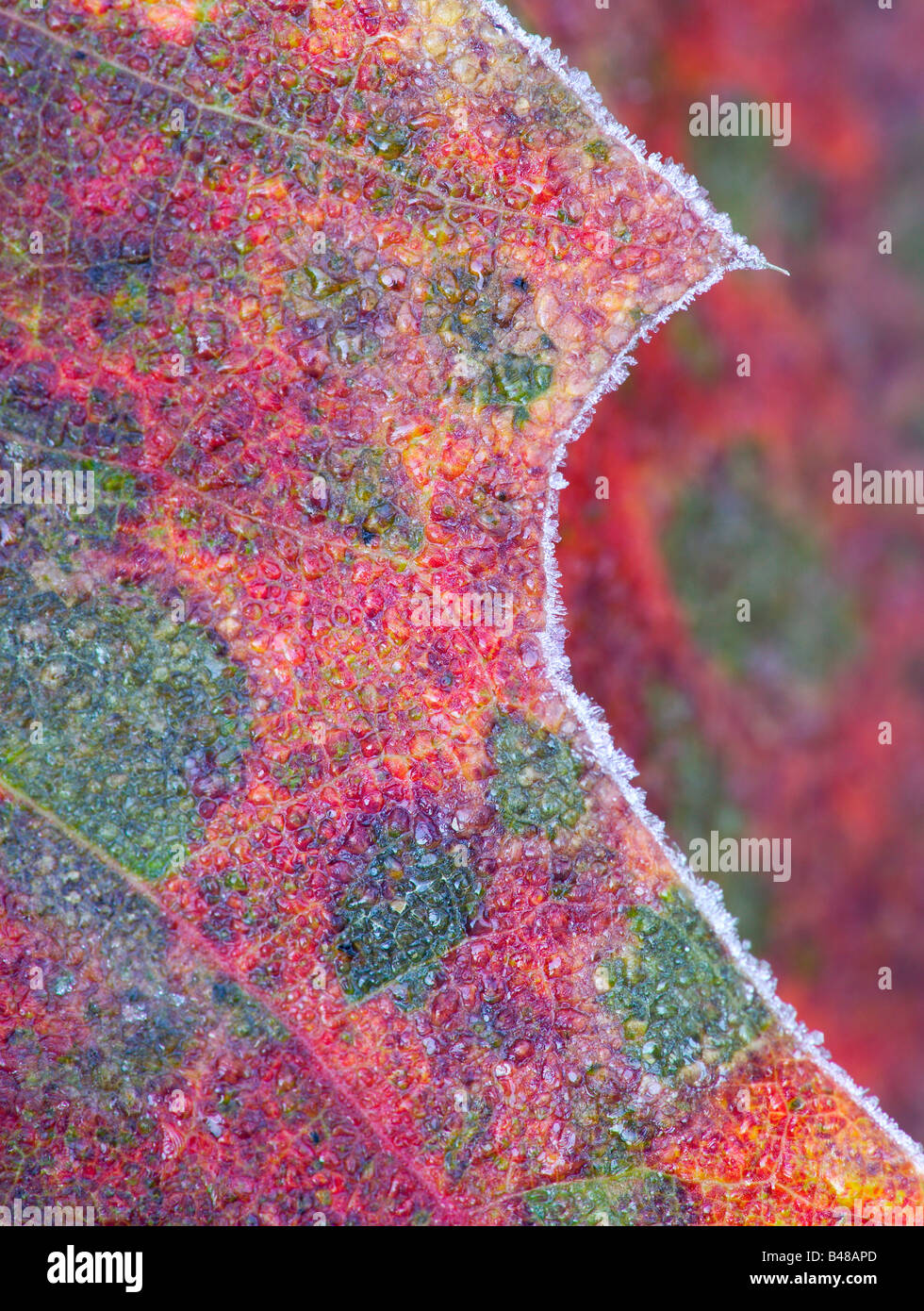 Givre sur feuille de chêne rouge, Suomi Collines, forêt nationale de Chippewa, Minnesota Banque D'Images