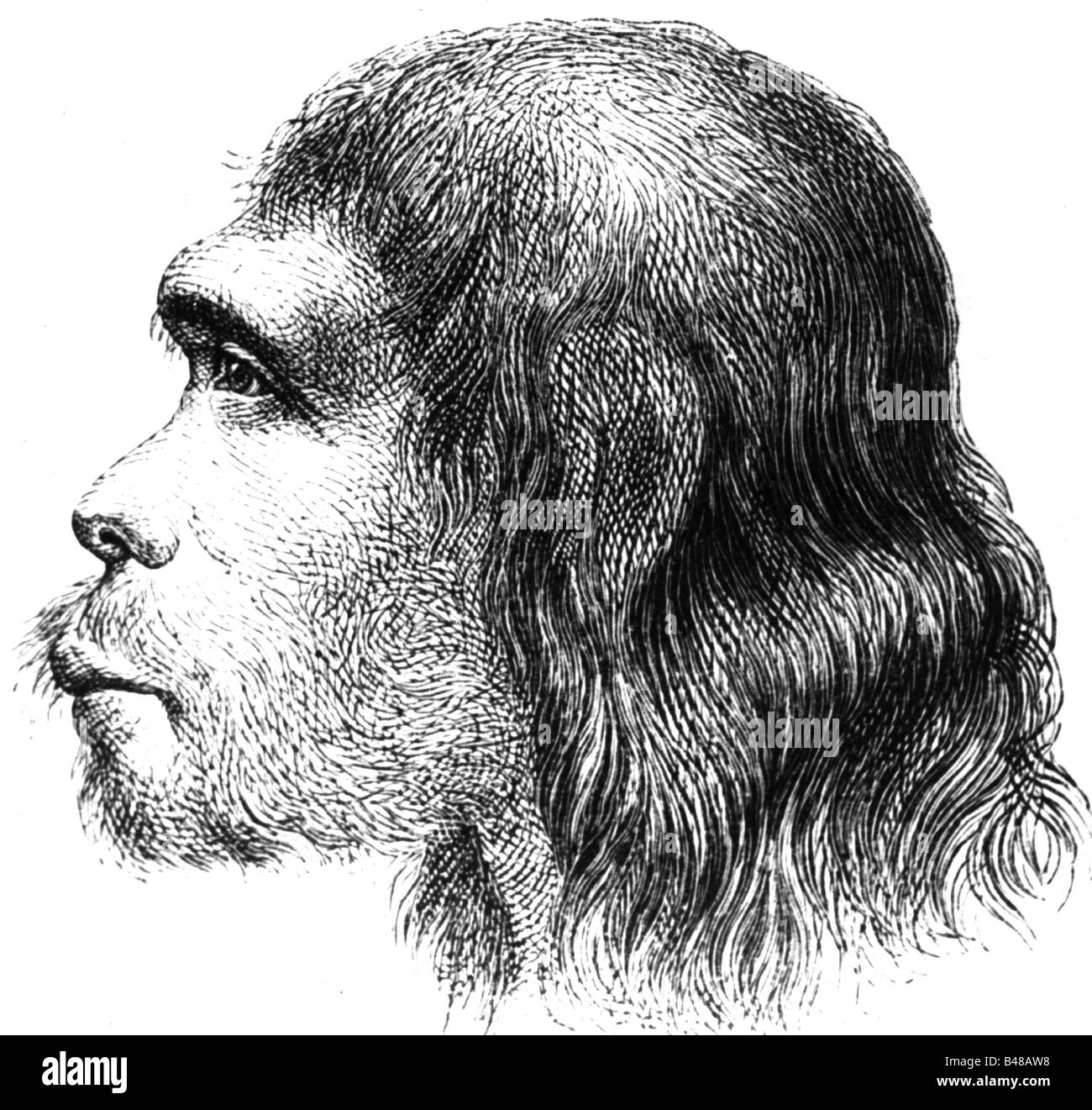 Eon / préhistoire, gens, hommes préhistoriques, homo sapiens neanderthalensis, Neanderthal, vers 150000 - 40000 av. J.-C., profil, portrait, reconstruction, gravure après dessin, XIXe siècle, historique, historique, âge de pierre, saillant, Banque D'Images