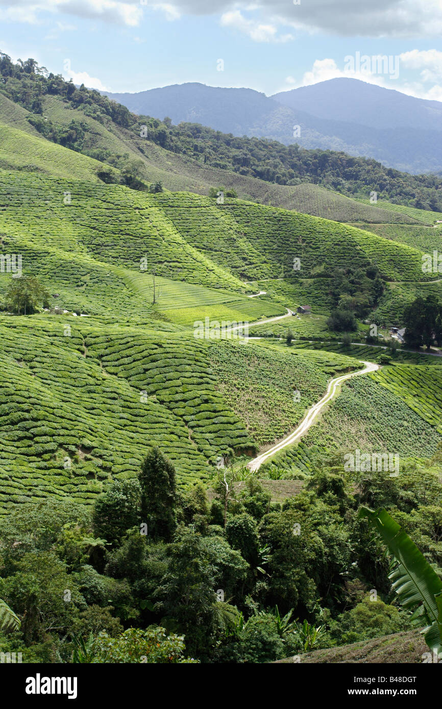 La plantation de thé sur le coteau de Cameron Highland en Malaisie. Banque D'Images