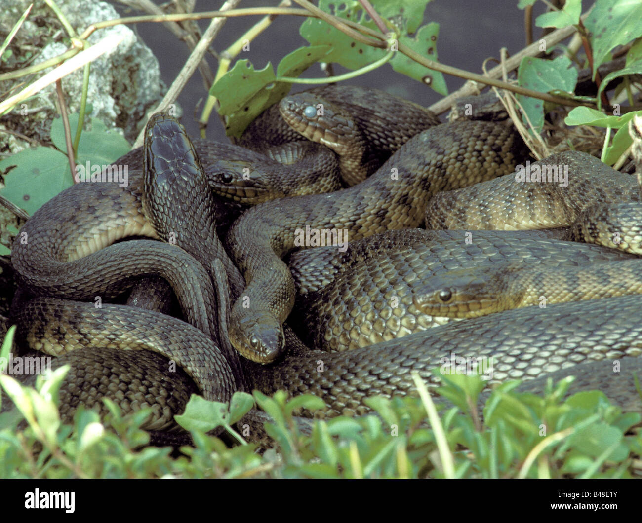 Reptiles serpents Banque de photographies et d’images à haute — free download