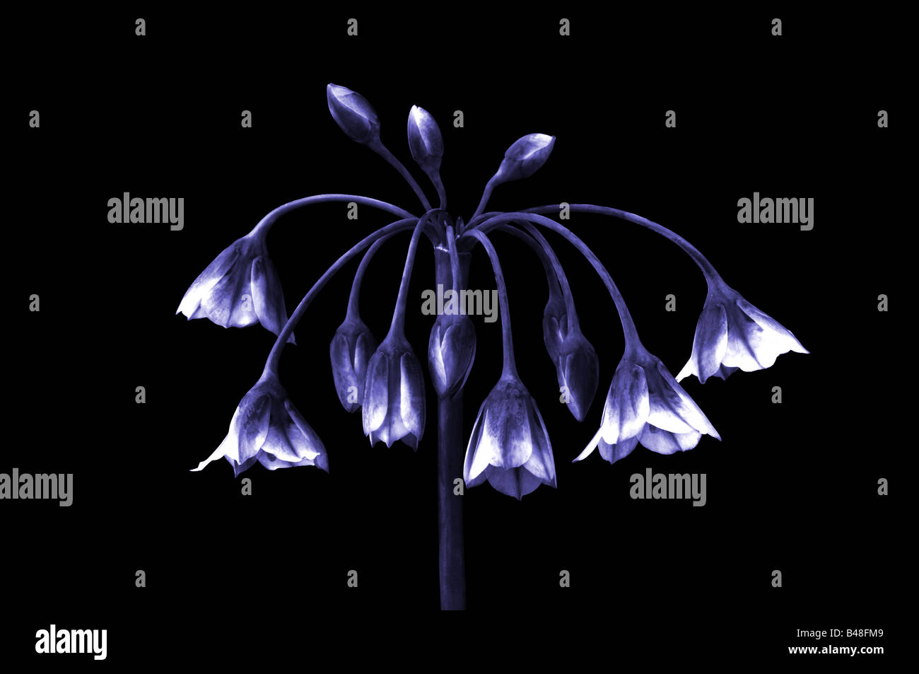 Alium bulgaricum flower Banque D'Images